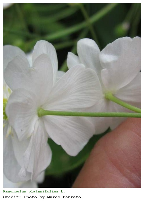 Ranunculus platanifolius L.